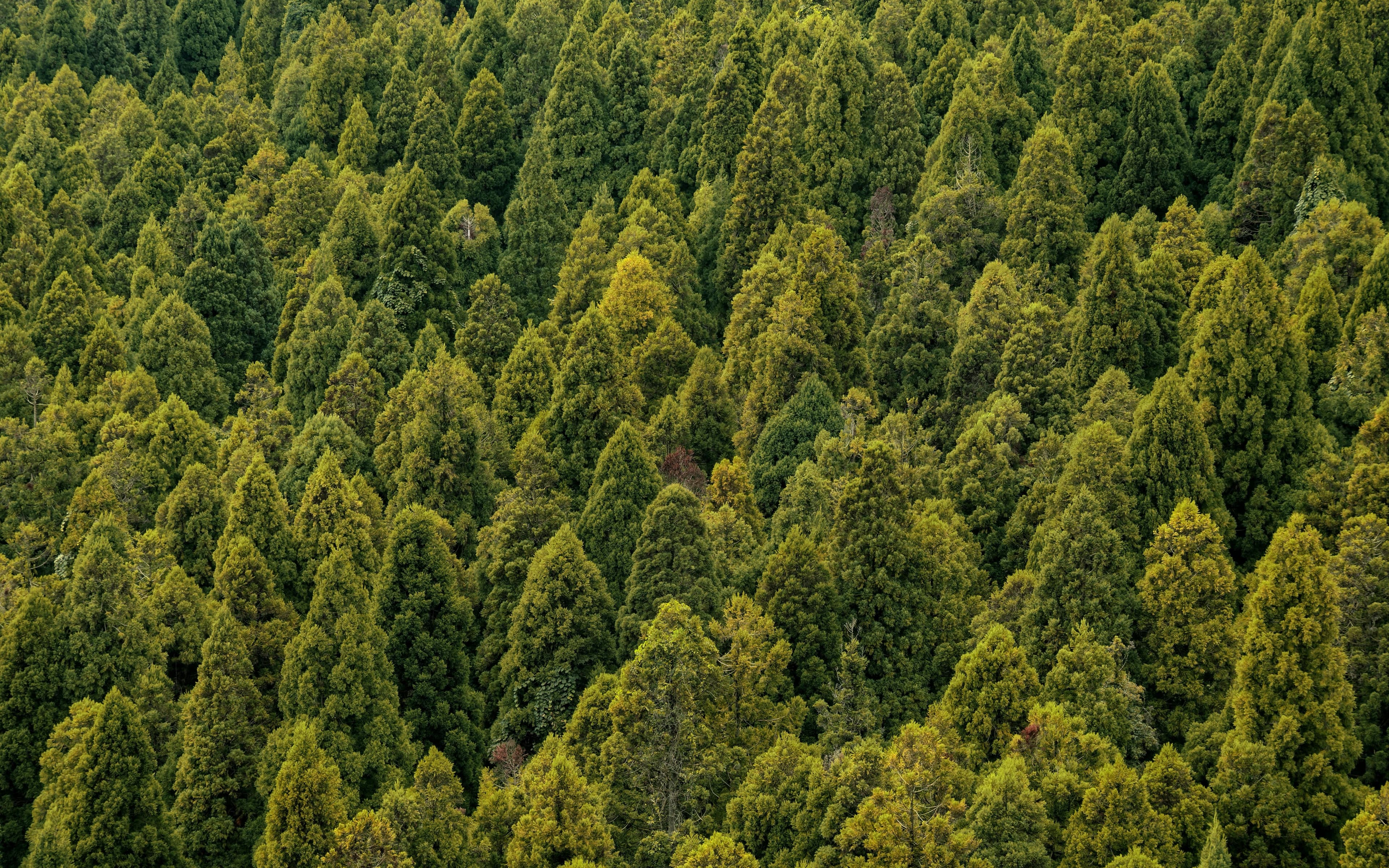 Pine Forest (Vedikuzhi)